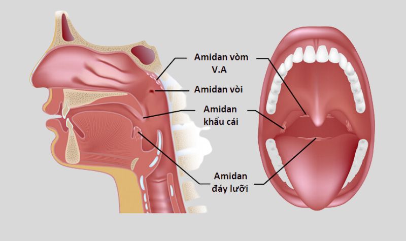 Cấu tạo của Amidan