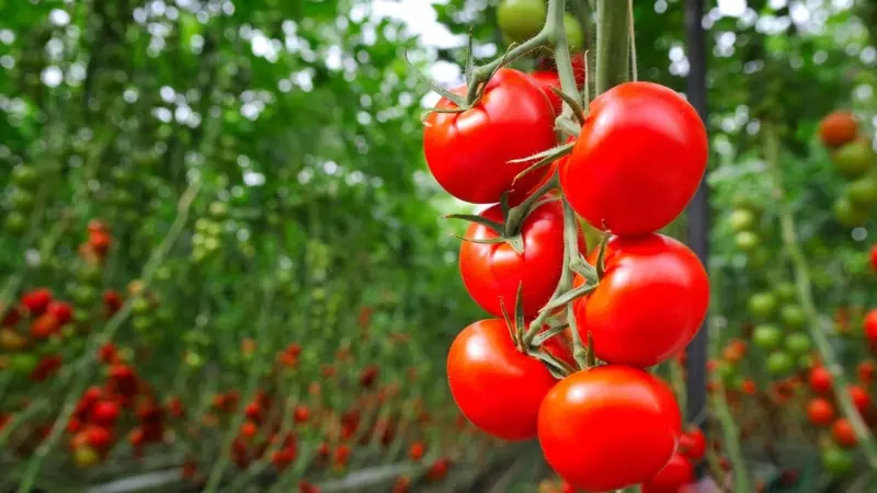 Các hợp chất trong cà chua có thể bảo vệ gan chống lại tác hại do bia rượu gây ra