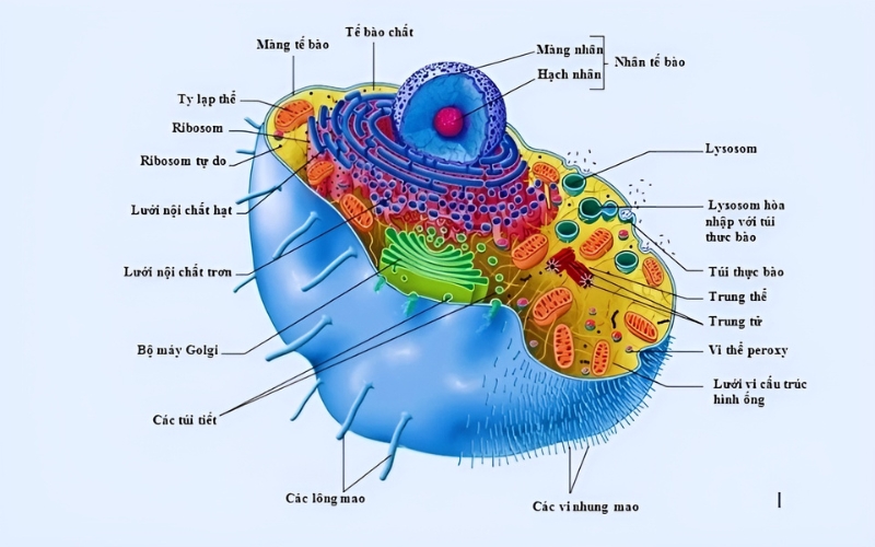 Tế bào chất