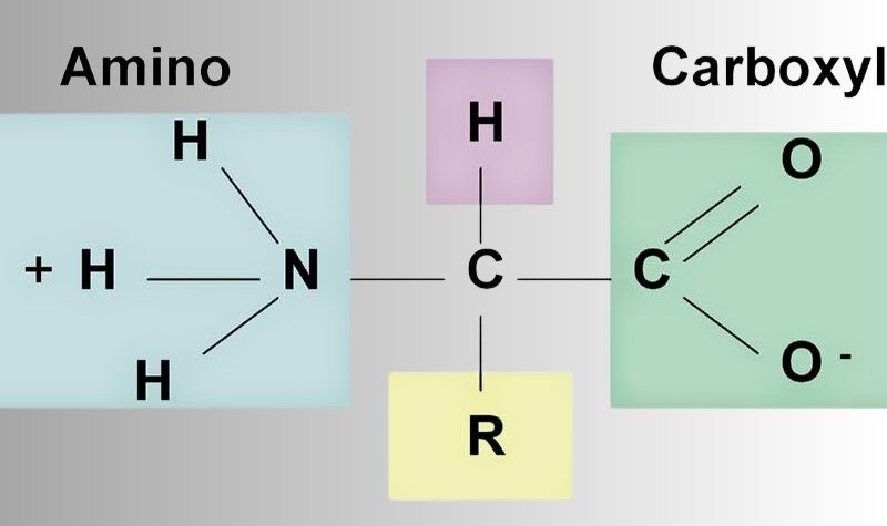 Amino acid