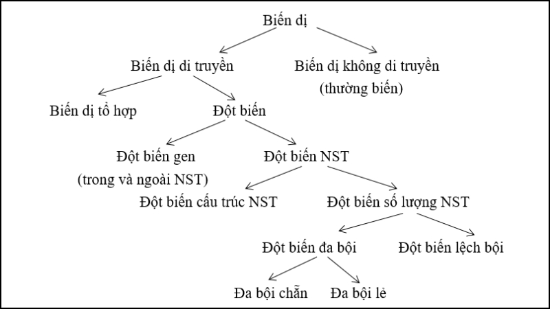 Biến dị tổ hợp là sự kết hợp các yếu tố di truyền từ cả cha và mẹ