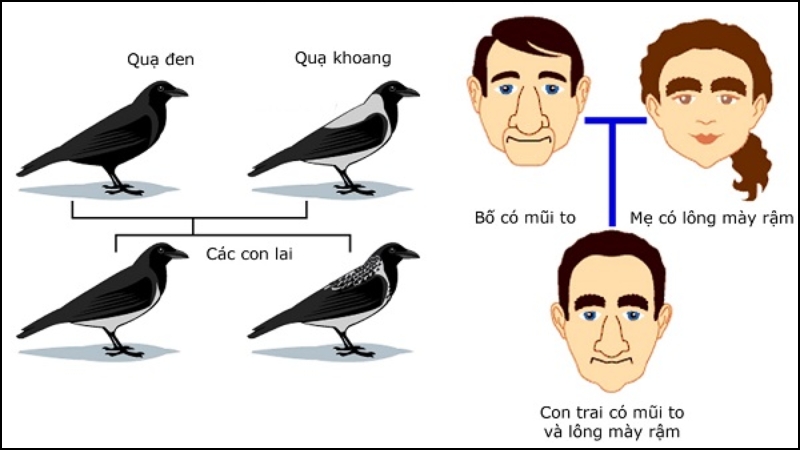 Ví dụ về biến dị tổ hợp ở quạ và con người