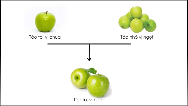 Biến dị tổ hợp tạo ra các giống mới với đặc điểm ưu việt hơn