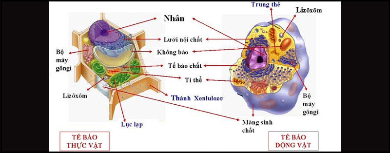 Tế bào nhân thực