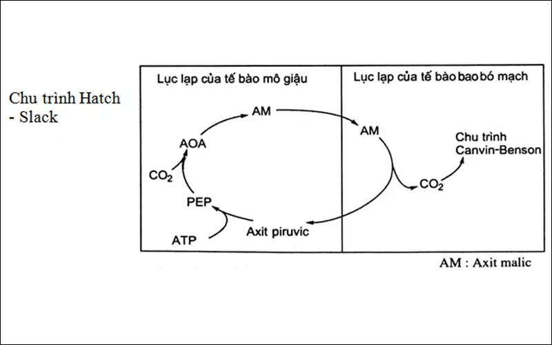 Chu trình quang hợp ở thực vật C4