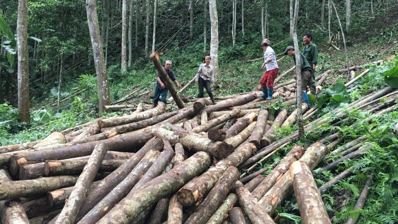 Khai thác rừng quá nhiều khiến nguồn tài nguyên bị cạn kiệt