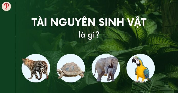 Tài nguyên sinh vật là gì? Biện pháp bảo vệ tài nguyên sinh vật