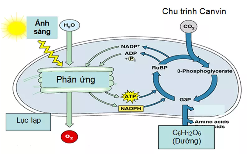 Chu trình ở pha sáng của quang hợp ở thực vật C3