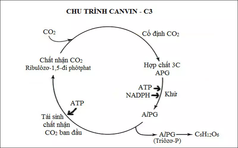 Chu trình các pha của quang hợp ở thực vật C3