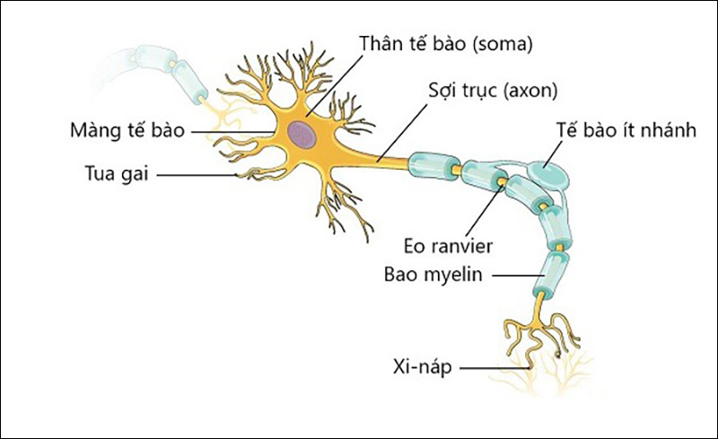 Trình bày cấu tạo của nơron thần kinh – sợi trục