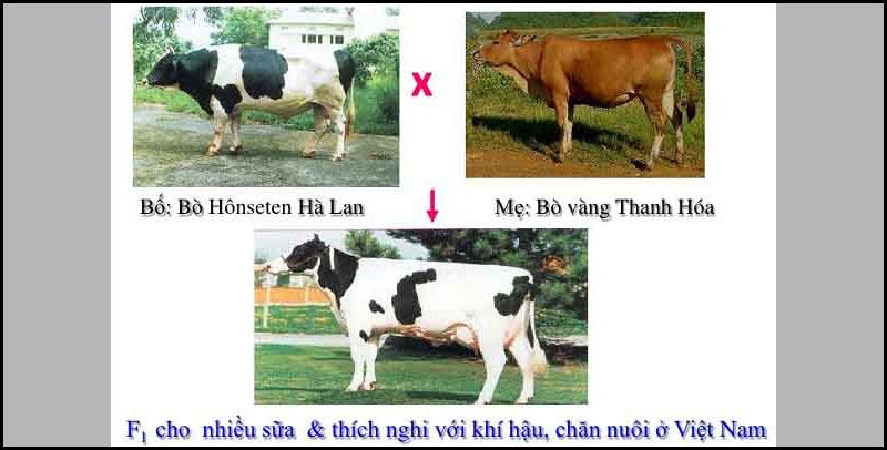 Ưu thế lai trên động vật