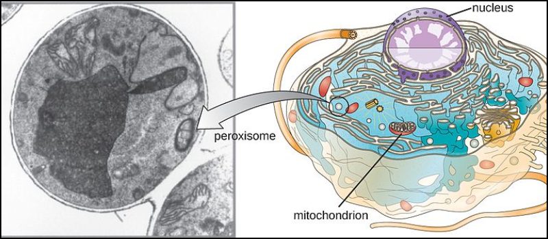 Lysosomes và peroxisomes