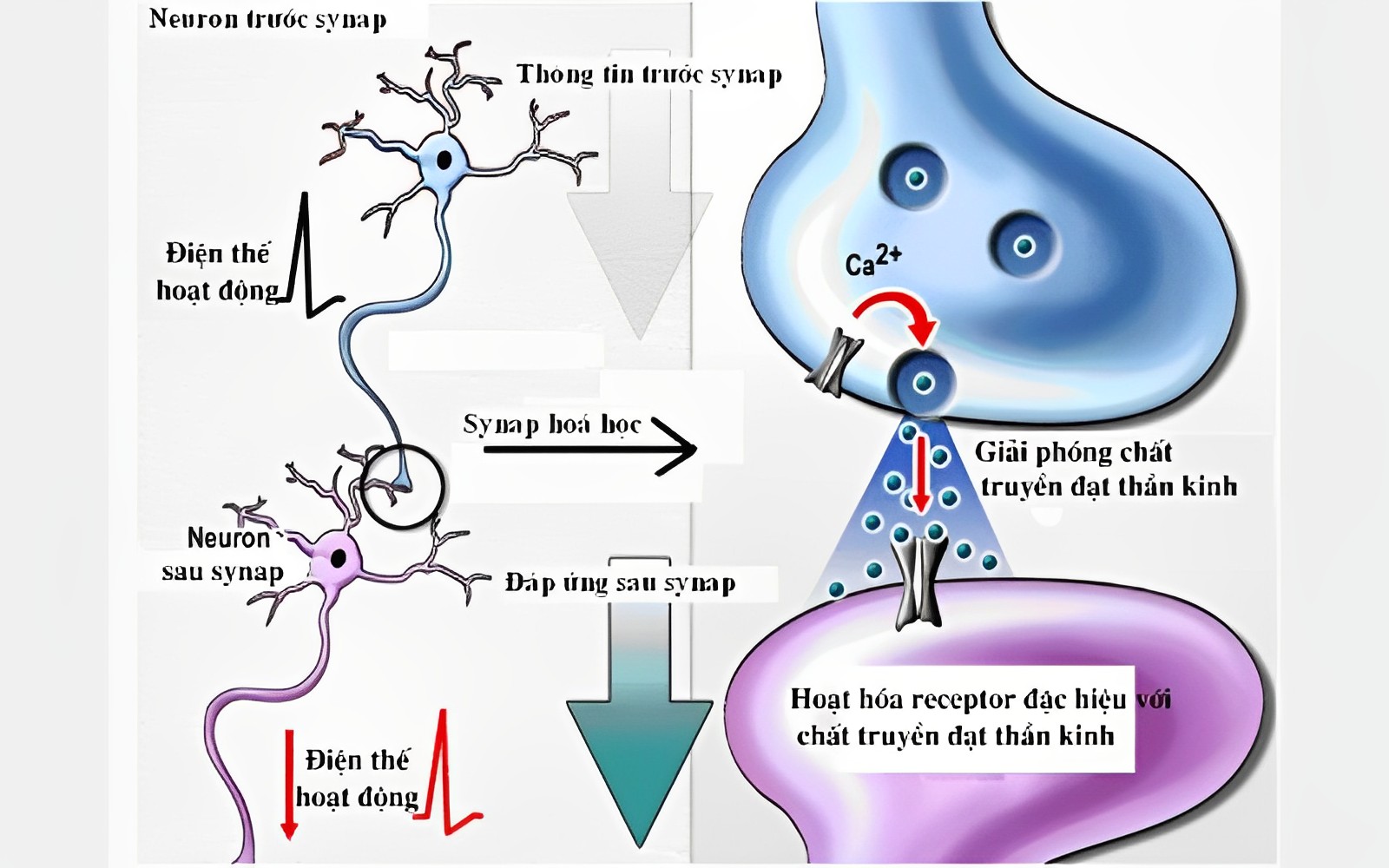 Nơron thần kinh cảm giác