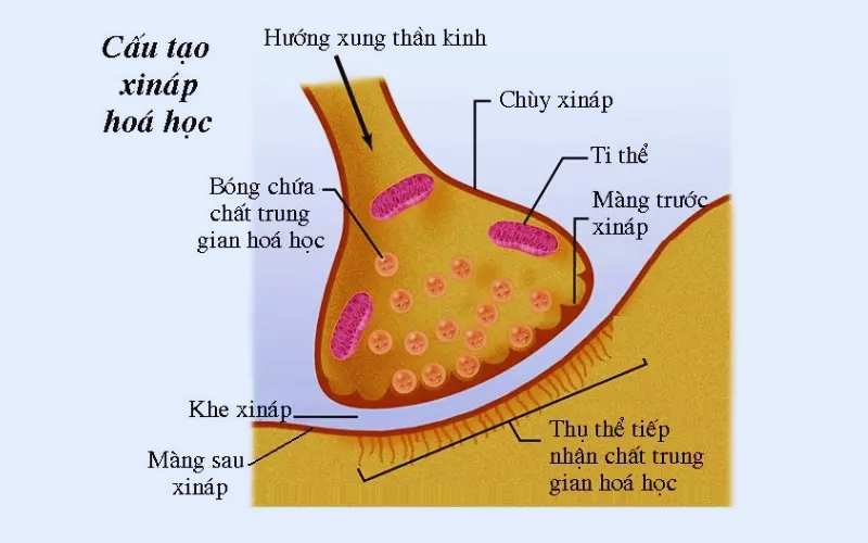 Synap thần kinh hóa học