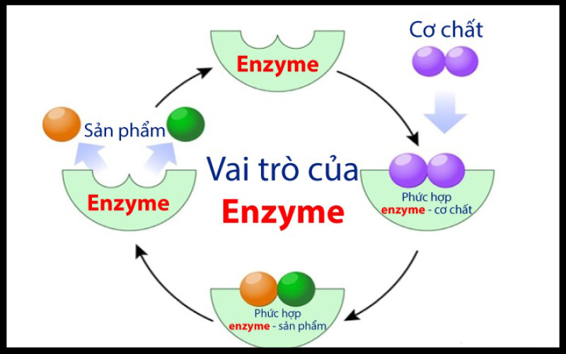 Vai trò của enzim alimaza