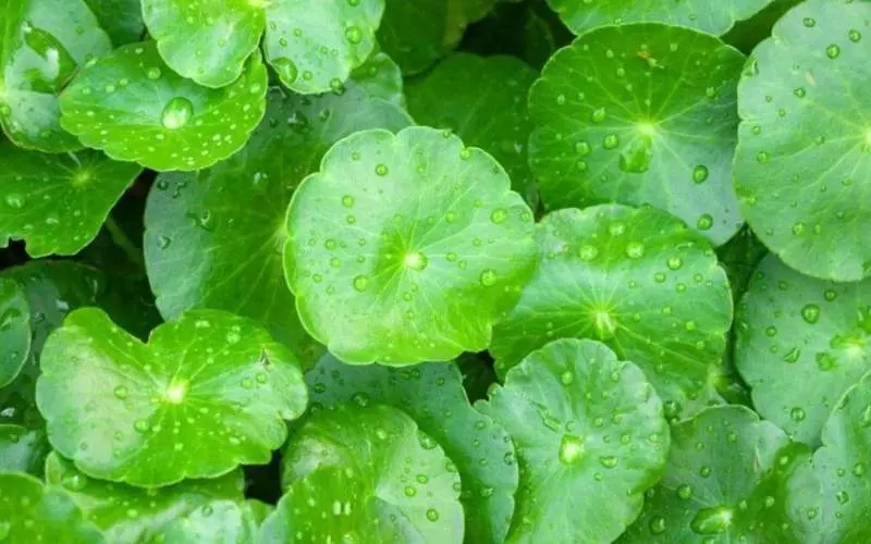 Centella Asiatica Extract còn có tên gọi khác là Gotu Kola