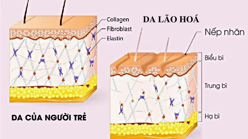 Phân biệt Collagen và Elastin