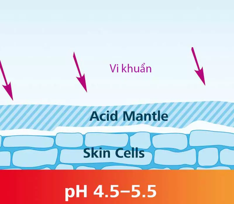 Niacinamide giúp tái tạo hàng rào lipid 