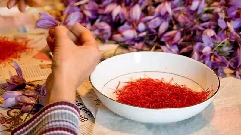 Sợi nhụy của Saffron Bunch được giữ nguyên nên giá trị dinh dưỡng có phần kém hơn