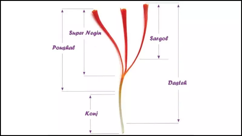 Saffron Konj là phần gốc của cuốn nhụy có màu vàng, và loại này có thể là phần bị cắt bỏ trong quá trình xử lý