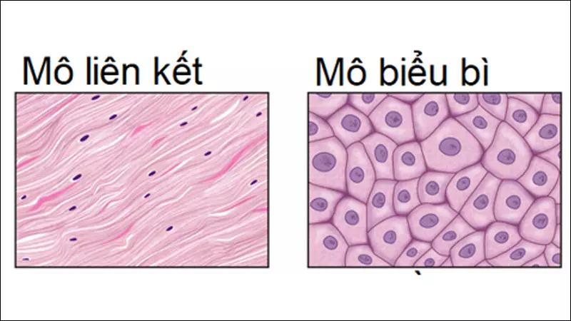 Mô liên kết và mô biểu bì đều là tập hợp những tế bào chuyên hóa