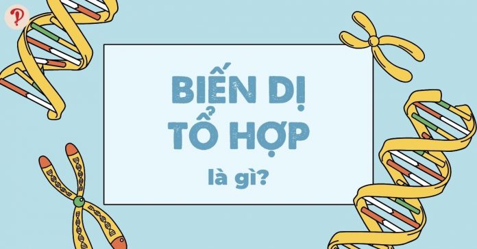 Biến dị tổ hợp là gì? Nguyên nhân, ý nghĩa của biến dị tổ hợp