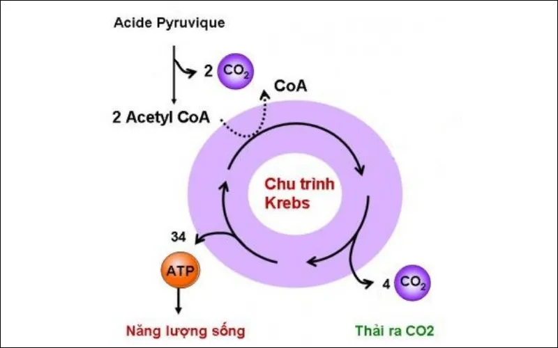 Các liên kết giàu năng lượng trong các phản ứng oxi hóa khử này tạo ra năng lượng