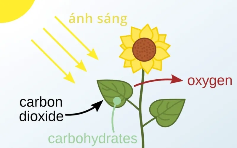 Sau quá trình tại Peroxixom, các glyxin sẽ chuyển xuống ti thể thành serin nhờ xúc tác của các enzym kép