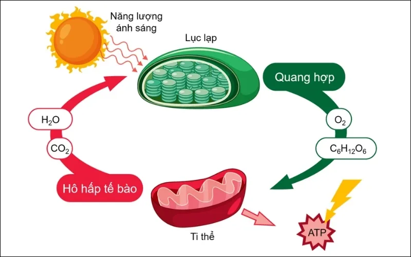 Mối quan hệ giữa hô hấp và quang hợp là hai quá trình phụ thuộc vào nhau và là quá trình song song