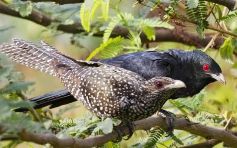 Phân tích bài thơ "Khi con tu hú" sẽ thấy về nghệ thuật, bài thơ là một ví dụ tiêu biểu về sở trường thơ lục bát của Tố Hữu