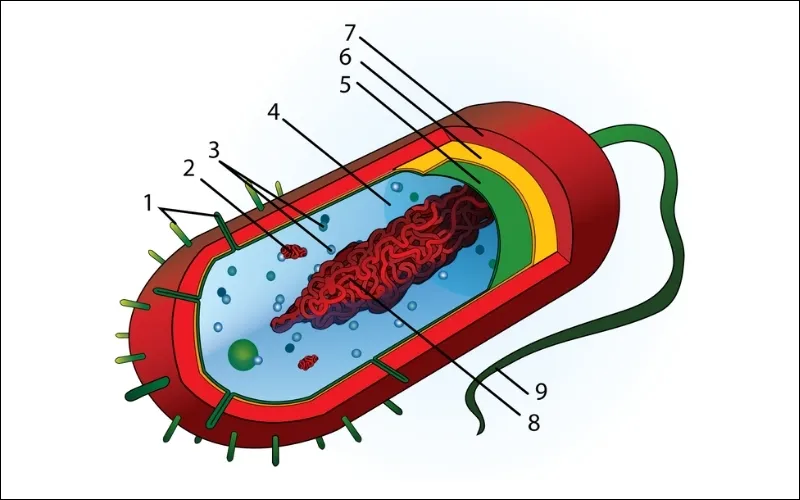 Plasmids là các phân tử ADN mạch đôi dạng vòng