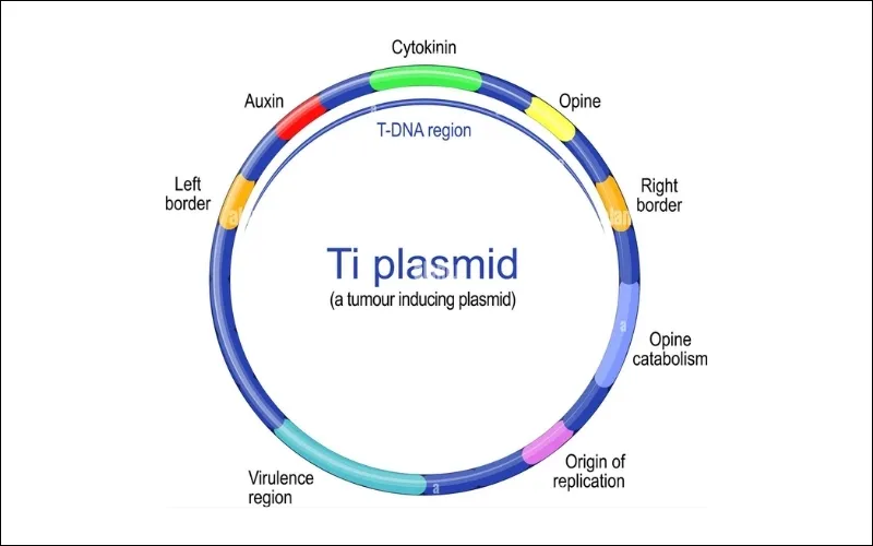 Plasmid được chia làm 2 loại