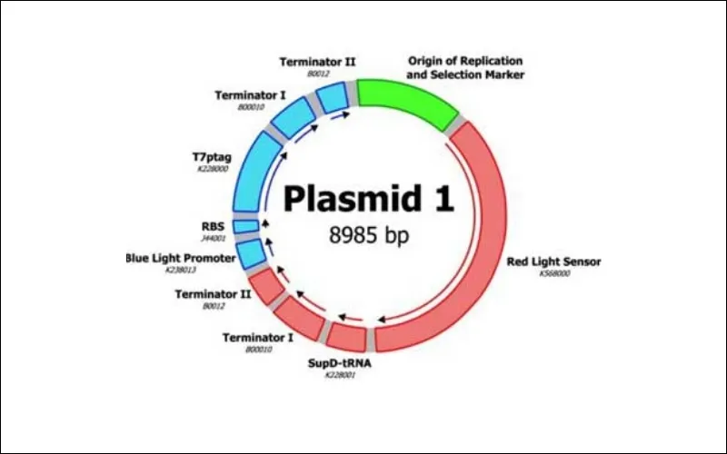 Plasmid Fertility-(F) plasmid – Plasmid giới tính: Mang các tra gene, có khả năng tiếp hợp