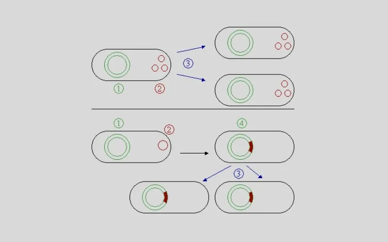 Plasmid đóng một vai trò quan trọng trong việc nhân bản hoặc biểu hiện các gene cần quan tâm