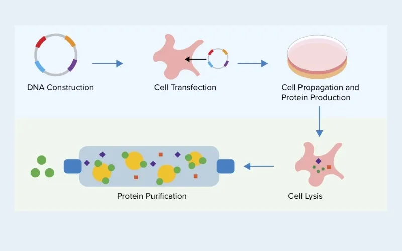 Plasmid có thể sản xuất protein với số lượng lớn