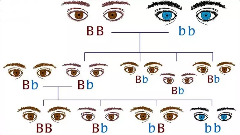 Gen trội là gen ở dạng dị hợp tử và có khả năng biểu hiện ra kiểu hình của nó